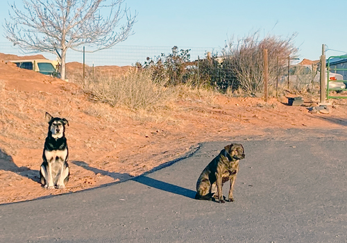 A photo of two dogs in the same neighborhood as Dr. Holgate's clinic