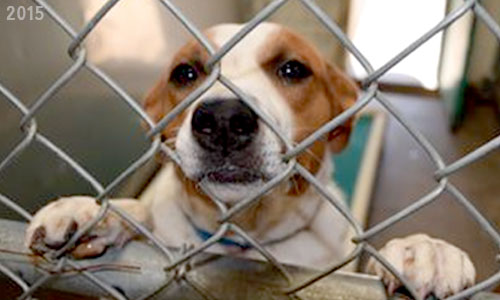 A photo of a puppy at McKinley Humane Society