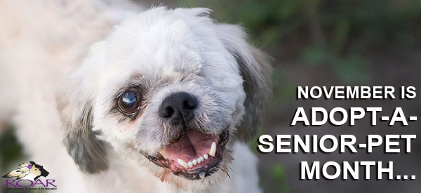 Help abandoned senior dogs like Dandy... Donate today!
