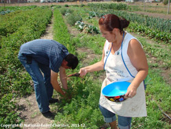 Native Americans gardening