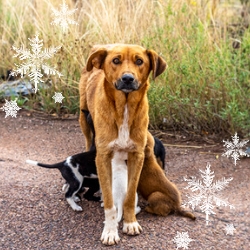 A photo of a a rez dog and cat - both white